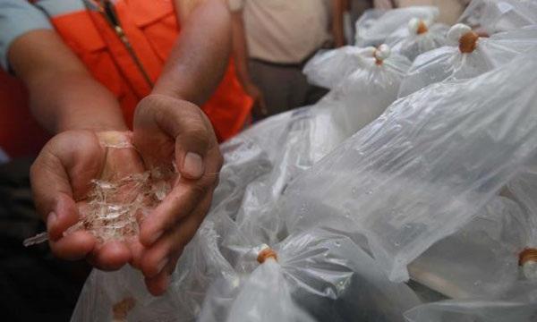 Begini Modus Penyelundupan Benih Lobster dan Kepiting ke Batam
